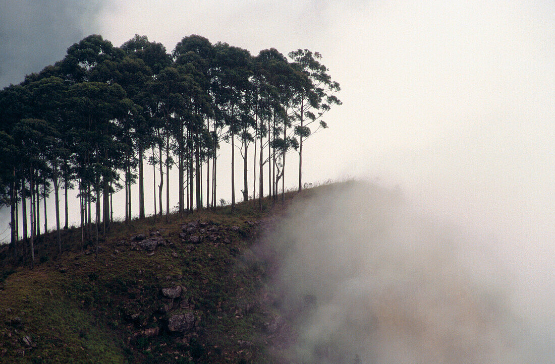Mist shrouded forest. Ella. Sri Lanka