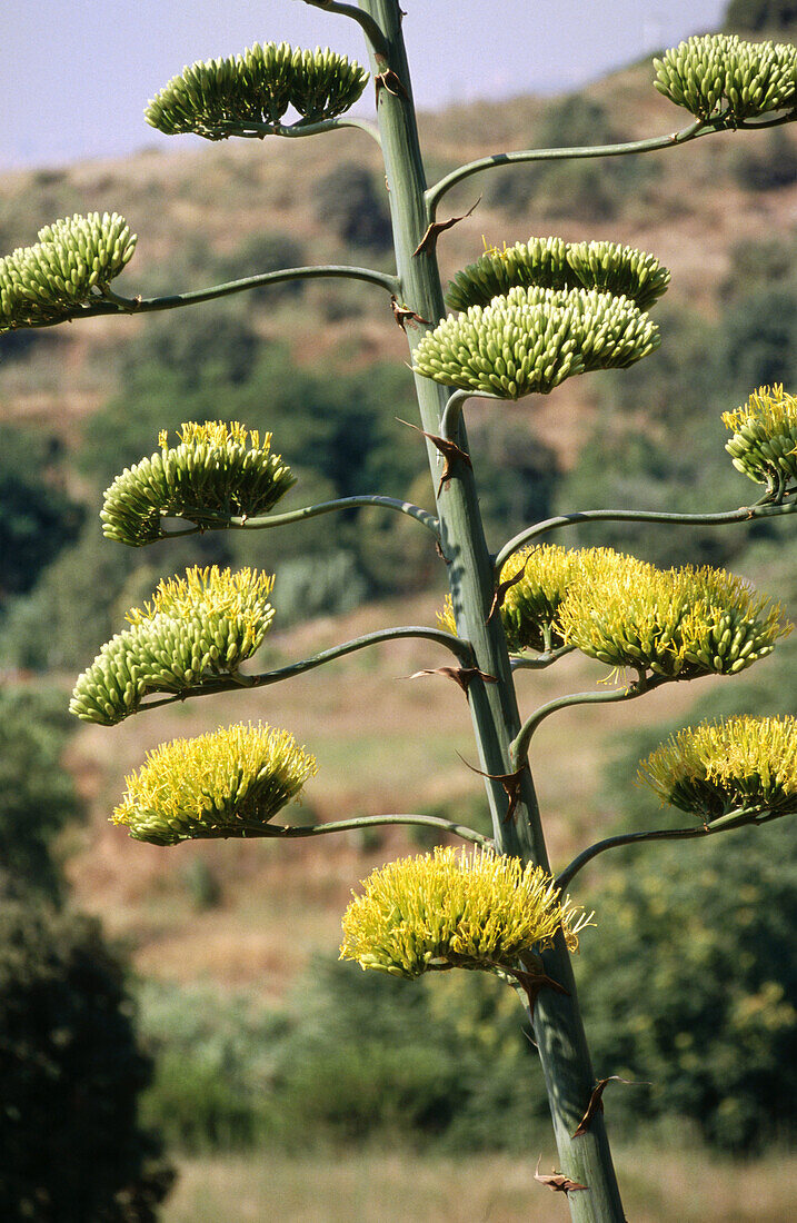 Plant. Catalonia, Spain