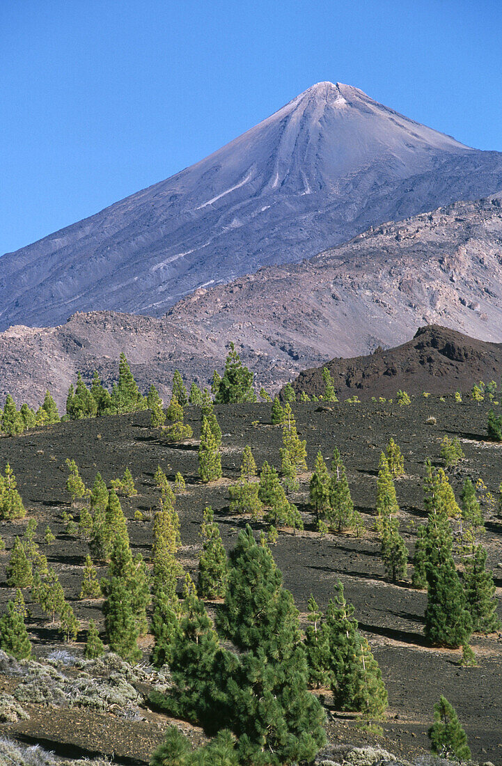 Teide Narional Park. Tenerife, Canary Islands. Spain