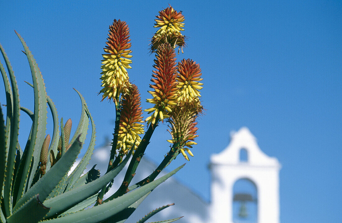 Aloe Vera, Teneriffa, Kanarische Inseln, Spanien