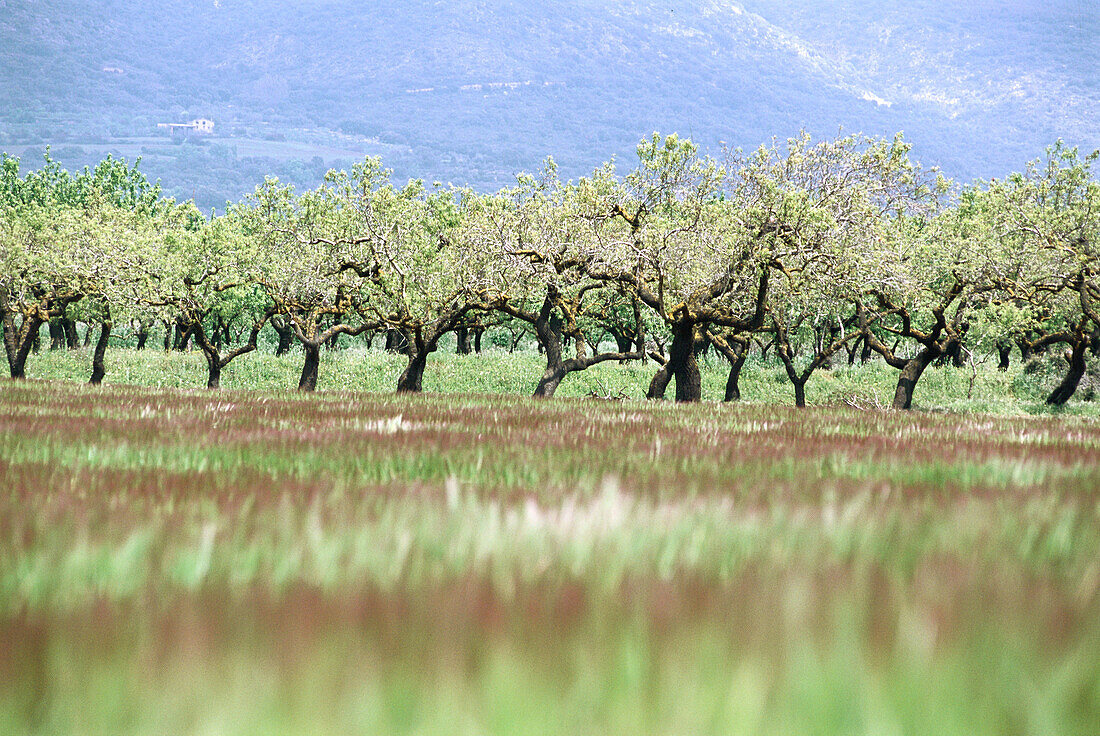 Fruit trees in early spring. Àger. Lleida province, Spain