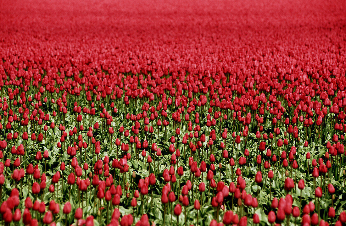 Tulip fields. Holland