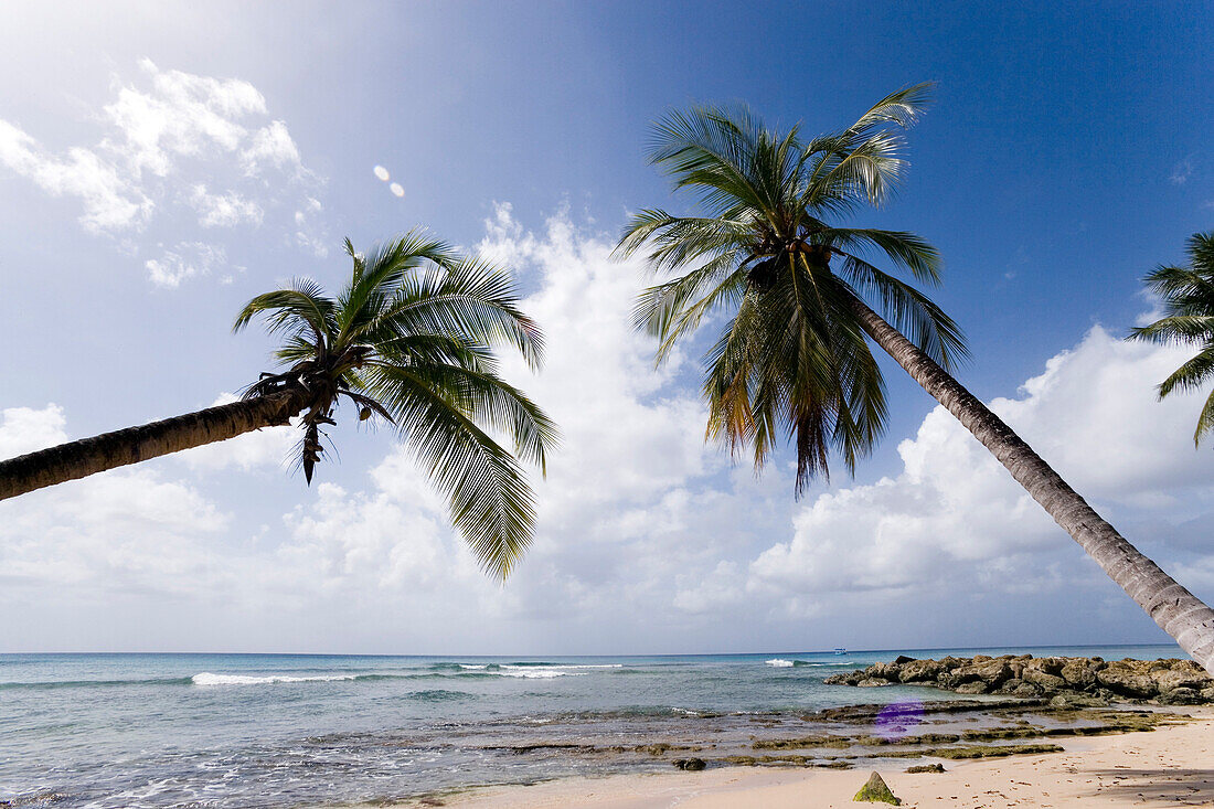 Palm trees at sandy beach, West Coast, Barbados, Caribbean