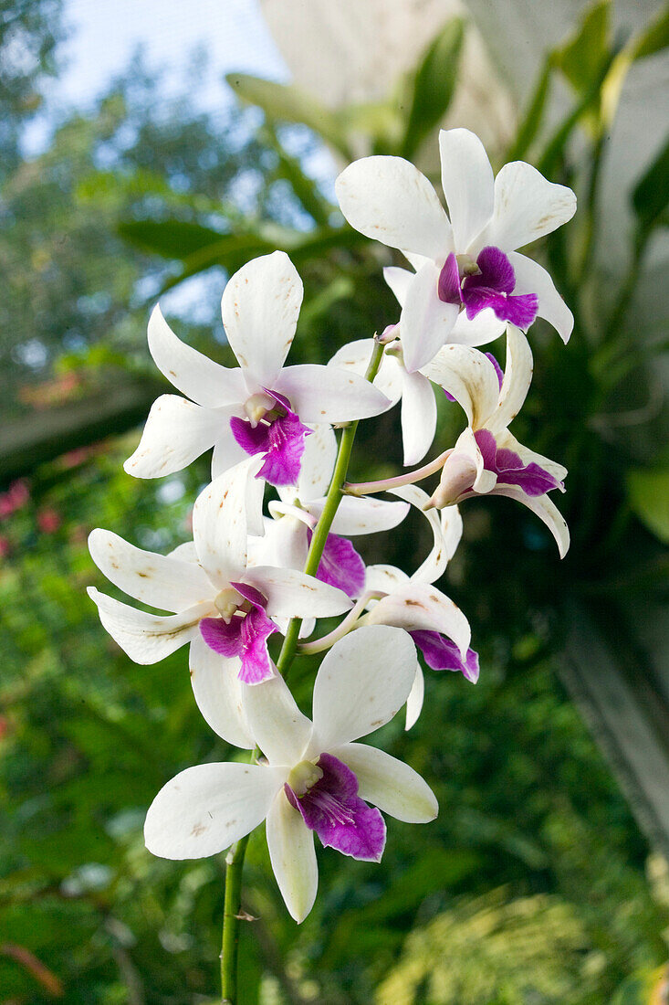 Blooming orchid, Orchid World, Central Barbados, Barbados, Caribbean