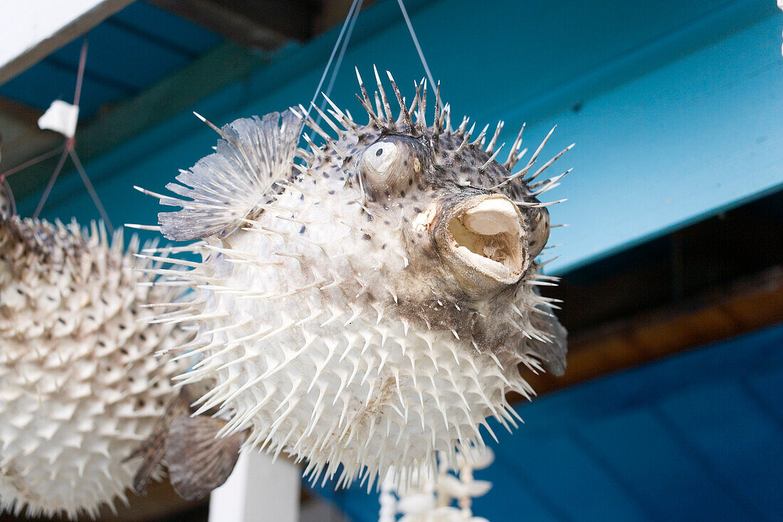 Pufferfish hanging in a souvenir shop at North Point, Barbados, Caribbean
