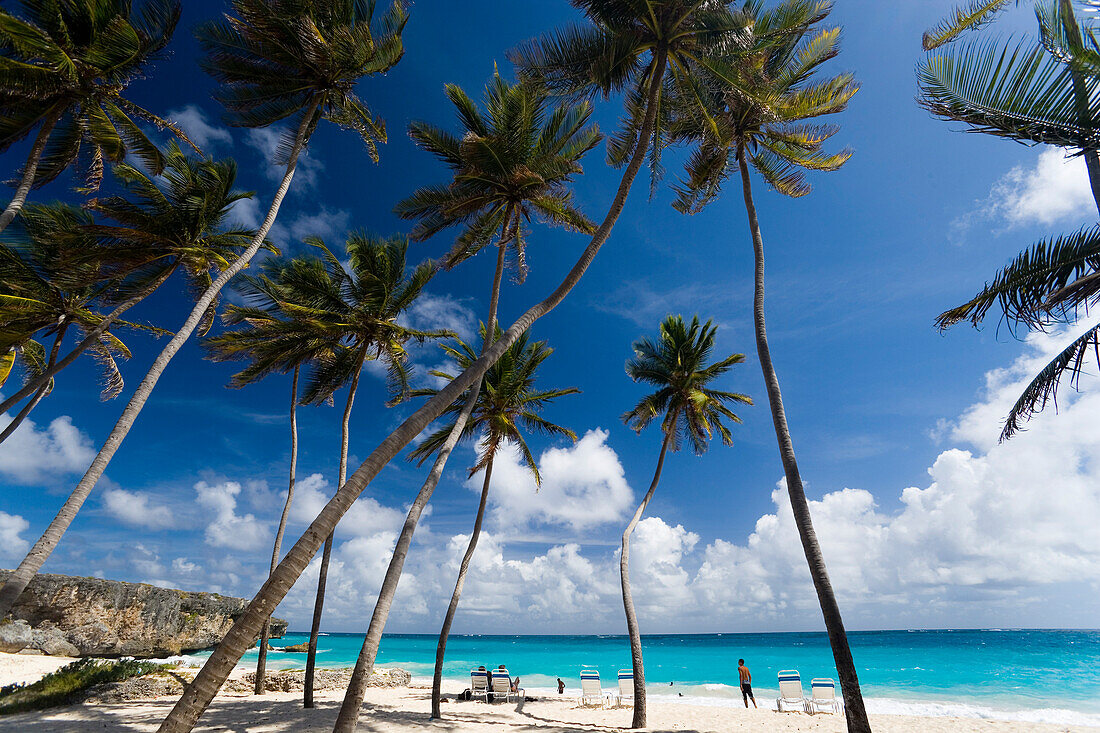 Palm trees at beach of Bottom Bay, St. Philip, Barbados, Caribbean