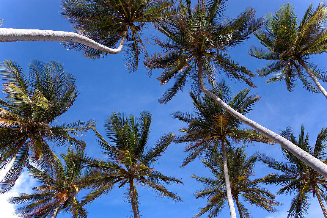 Palm trees at beach of Bottom Bay, St. Philip, Barbados, Caribbean