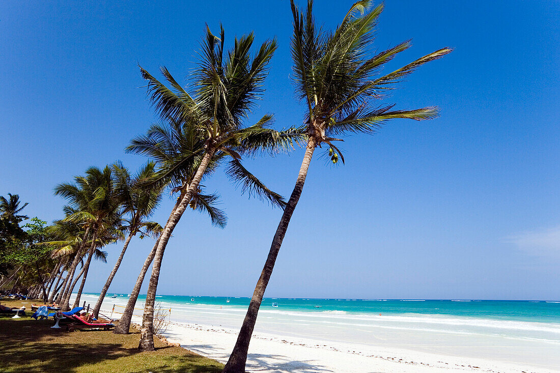 Palm trees at Diani Beach, Coast, Kenya