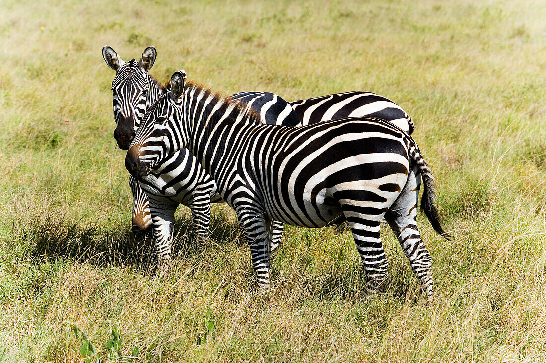 Zebras grazing in savannah, Tsavo East National Park, Coast, Kenya