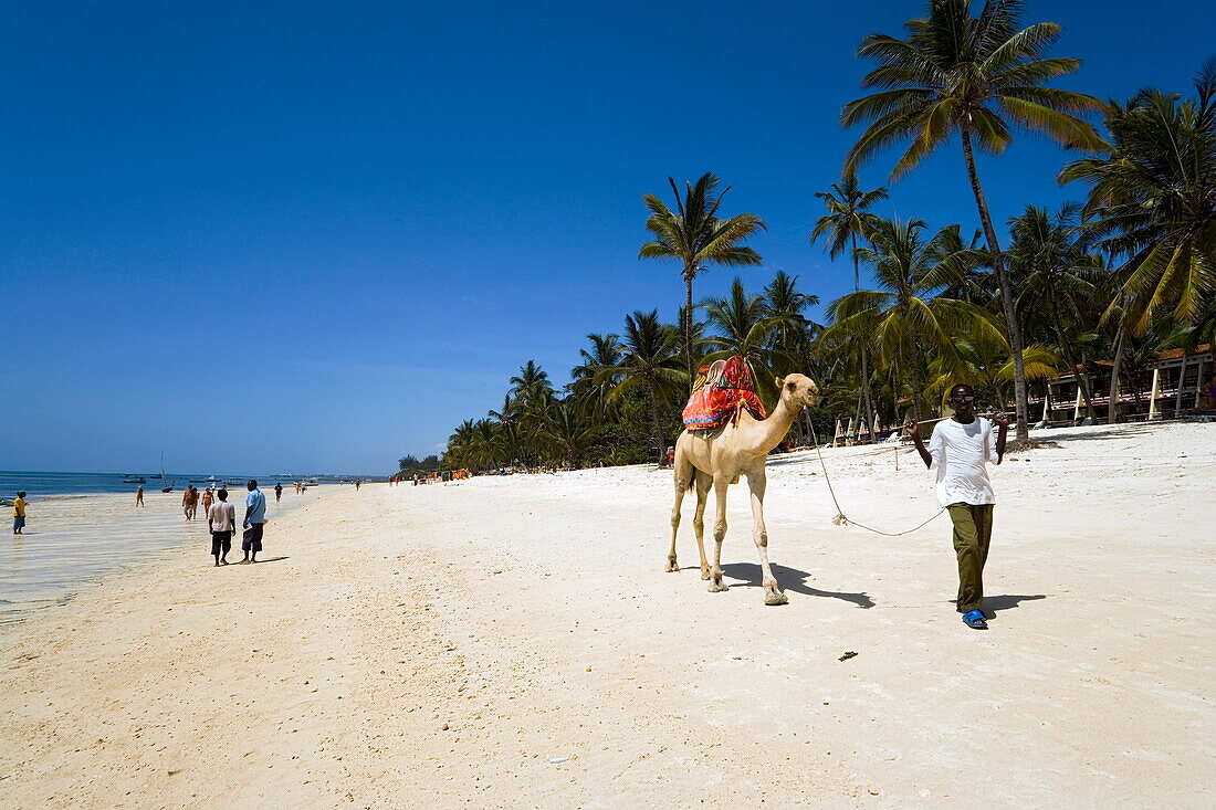 Man with dromedary at Shanzu Beach, Coast, Kenya