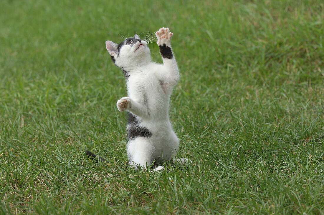 Domestic young cat in meadow. Bavaria, Germany, Europe.