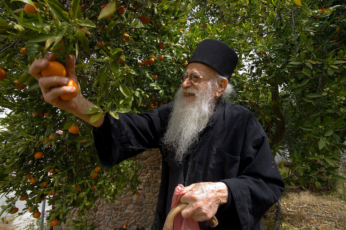Icon painter Father Kallinikos, picking tangerines, Stravrovouni monastery, near Larnaka, South Cyprus, Cyprus