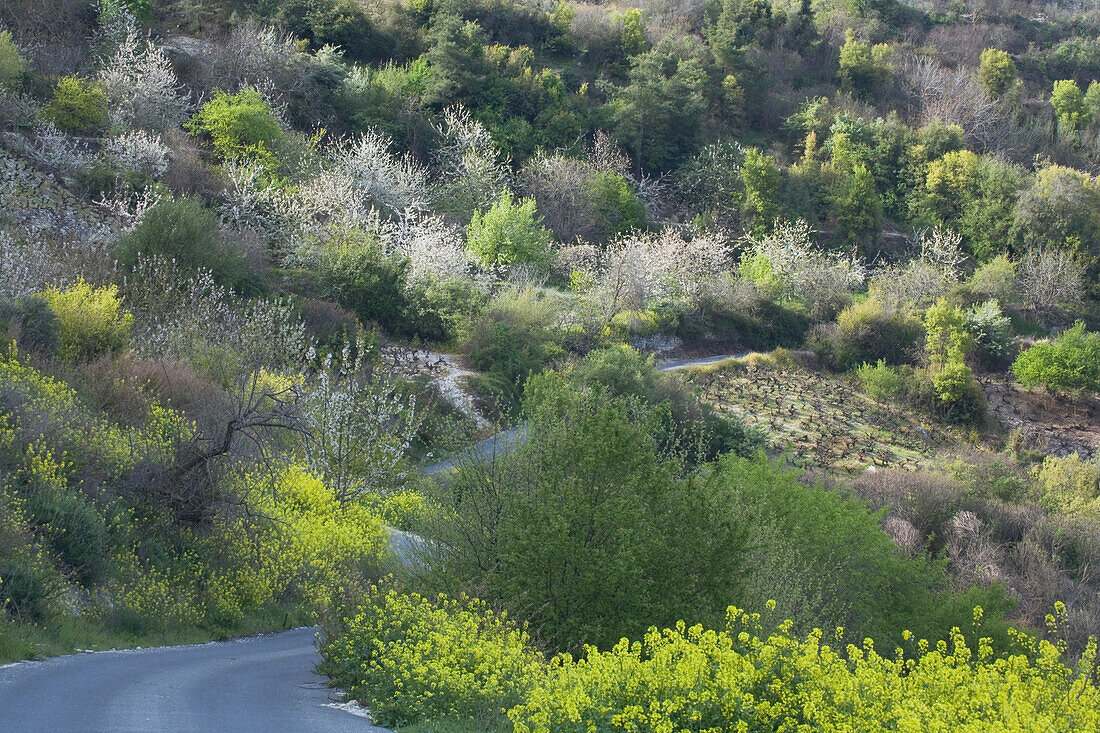 Cherry blossom near Chrysorrogiatissa monastery, Troodos mountains, South Cyprus, Cyprus