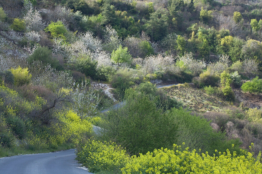 Kirschblüte in der Nähe von Kloster Chrysorogiatissa, Troodos Gebirge, Südzypen, Zypern