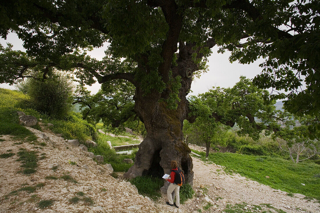 Frau neben einem hundertjährigen, alten Eiche, Eichenbaum, in der Nähe von Fythi, Troodos Gebirge, Südzypern, Zypern