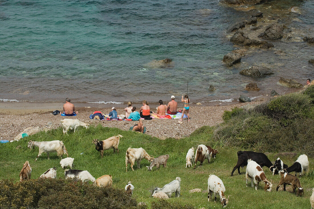 People sitting on the beach with herd of goats behind, near the Baths of Aphrodite, Akamas Nature Reserve Park, South Cyprus, Cyprus