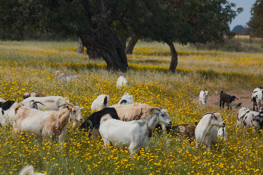 A herd of goats grazing in the middle of a flower meadow, near the Baths of Aphrodite, Akamas Nature Reserve Park, South Cyprus, Cyprus