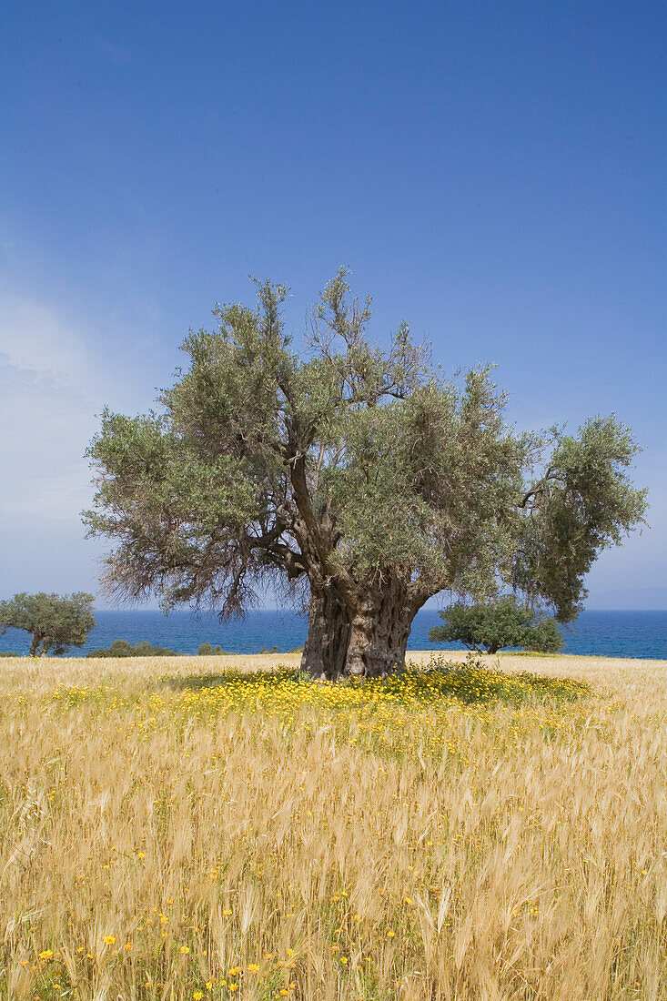 Olive tree in the middle of a wheat field near the coast, near the Baths of Aphrodite, Akamas Nature Reserve Park, South Cyprus, Cyprus