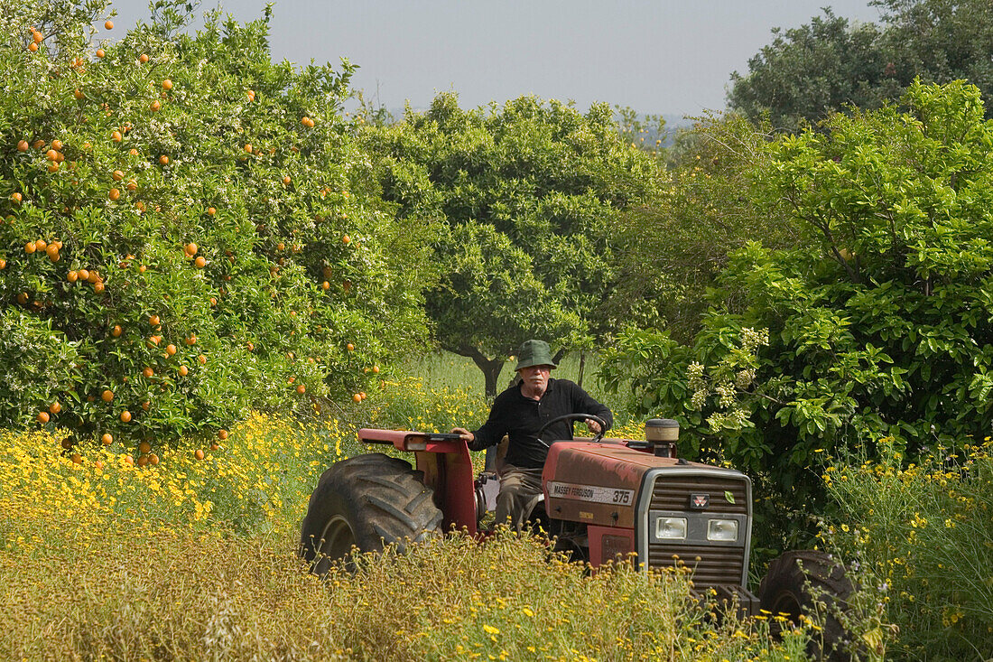 Tractor in an orange grove, near the Baths of Aphrodite, Akamas Nature Reserve Park, South Cyprus, Cyprus