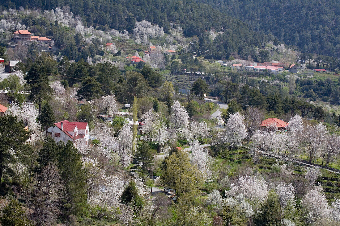 Mountain landscape with cherry blossoms, Prodromos, Troodos mountains, South Cyprus, Cyprus