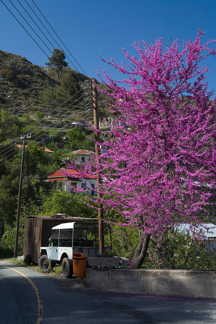 Rosa Kirschblüten in Dorf Moutoullas, Marathasa Tal, Troodos Gebirge, Südzypern, Zypern