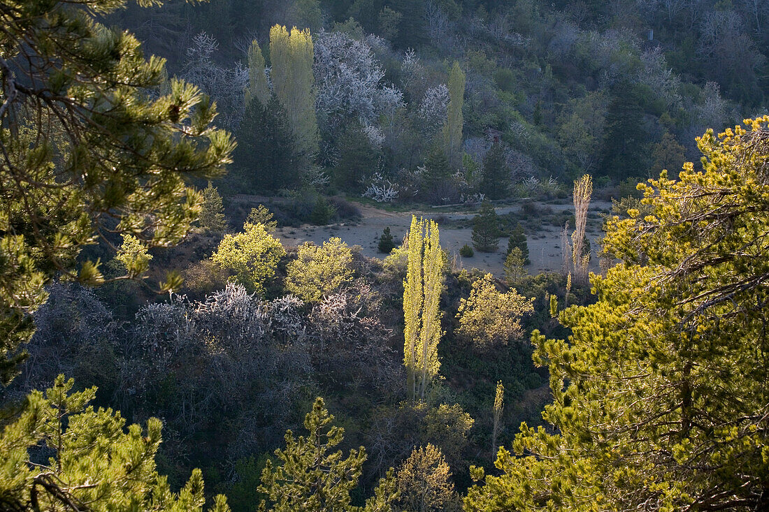 Gebirgslandschaft mit Wald und Kirschblüten, Pedoulas, Marathasa Tal, Troodos Gebirge, Südzypern, Zypern