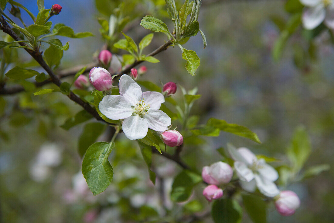 Nahaufnahme von Kirschblüten, Kirschblute, Prodromos, Troodos Gebirge, Südzypern, Zypern