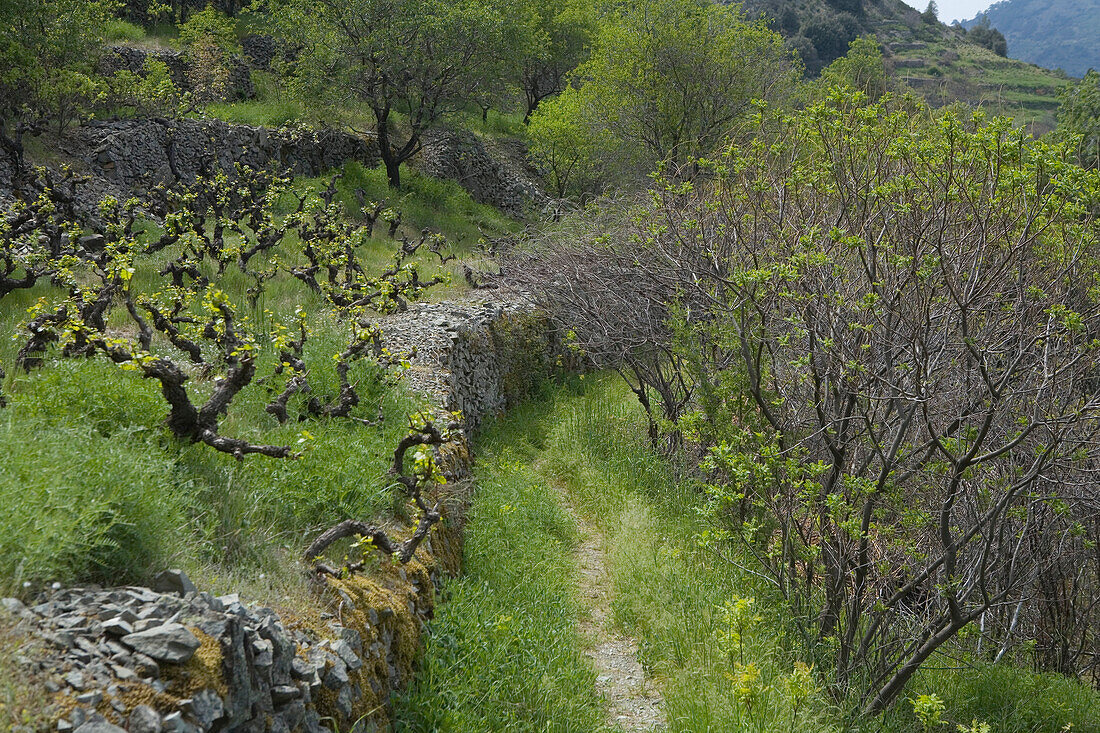 Hiking trail through vineyards in the Troodos mountains, South Cyprus, Cyprus