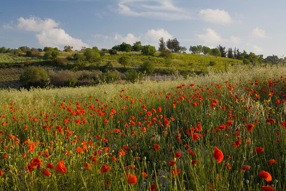 Mohnfeld mit Mohnblumen in Frühling, Kathikas, Laona, bei Pafos, Südzypern, Zypern