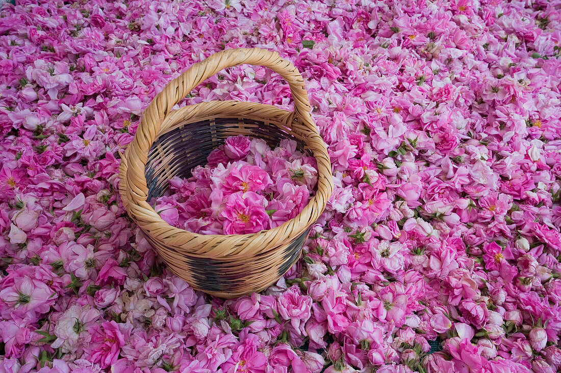 Close up of rose petals and basket, Rosewater production, Chris Tsolakis Rose Products, Agros, Pitsilia region, Troodos mountains, South Cyprus, Cyprus