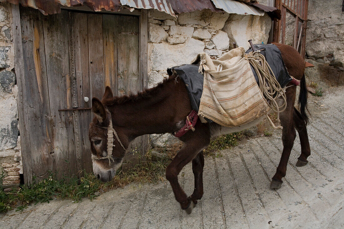 Beladener Esel, Lasttier, Landwirtschaft, Agros, Pitsilia, Troodos Gebirge, Südzypern, Zypern