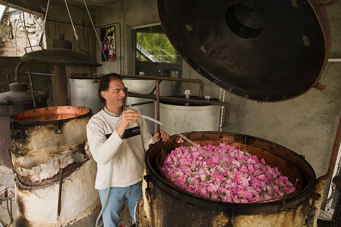 Chris Tsolakis stirring rose petals, Rosewater production, Chris Tsolakis Rose Products, Agros, Pitsilia region, Troodos mountains, South Cyprus, Cyprus