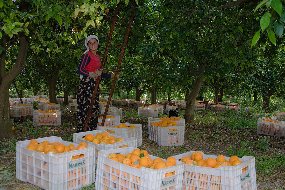 Woman picking oranges, Orange harvest, orange grove, agriculture, Güzelyurt, Morfou, North Cyprus, Cyprus