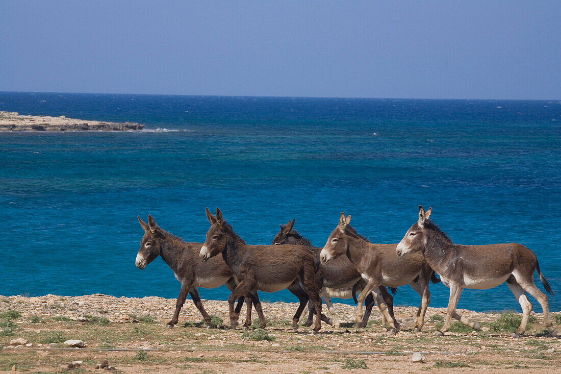 Wild donkeys on the Karpass Peninsula, Karpasia, North Cyprus, Cyprus