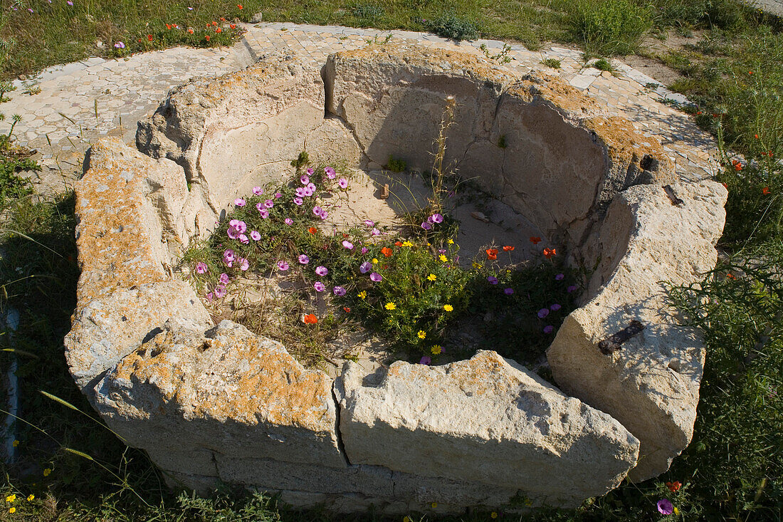 Agios Filon, Ruine einer Kirche und Palme, Dipkarpaz, Rizokarpaso, Karpaz, Karpasia, Karpass Halbinsel, Nordzypern, Zypern