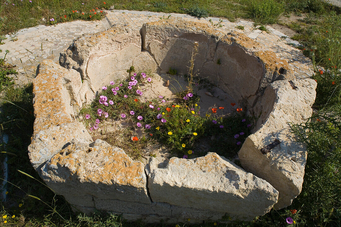 Agios Filon, church ruins with palm tree, Dikarpaz, Rizokarpaso, Karpasia, Karpass Peninsula, North Cyprus, Cyprus