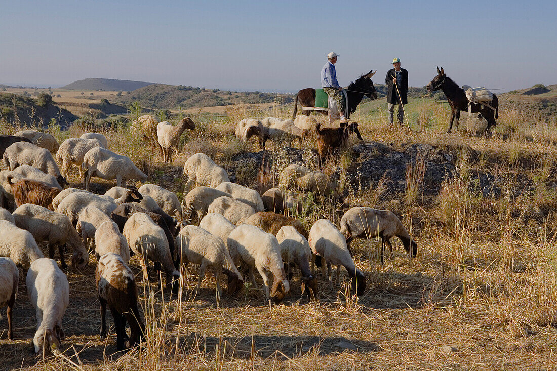 Shepherd with flock of sheep and donkey, near Bogaz, near Bogazi, North Cyprus, Cyprus