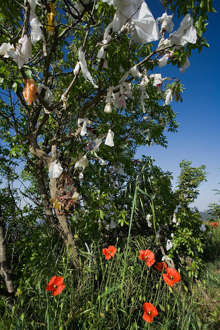 Wunschbaum mit Mohn, Baum, in der Nähe vom Grab des Erzbischofs Makarios, der erste Präsident Zyperns, in der Nähe von Kykkos Kloster, Troodos Gebirge, Südzypern, Zypern