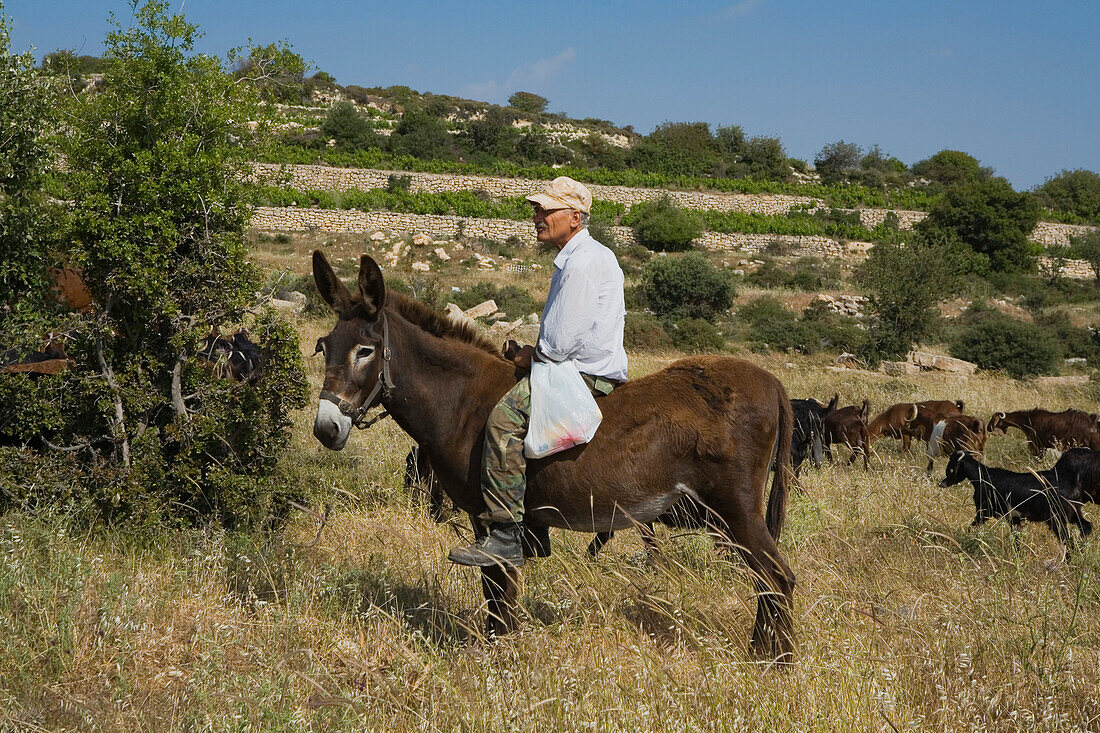 Bauer auf Esel mit Ziegen, bei Lemesos, bei Limassol, Esel, Bauer, Landwirtschaft, Anogyra