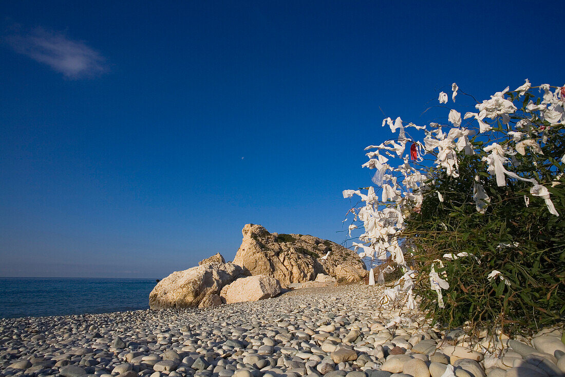 Wunschbaum am Strand, in der Nähe von Petra tou Romiou, Felsen der Aphrodite, Afrodite, Symbol, Limassol, Südzypern, Zypern