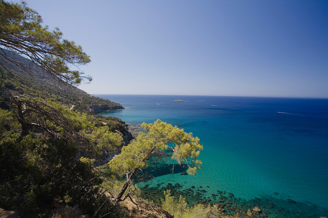 Küstenlandschaft mit Kiefer, Akamas Naturpark, türkis blauen Meer, South Cyprus, Cyprus