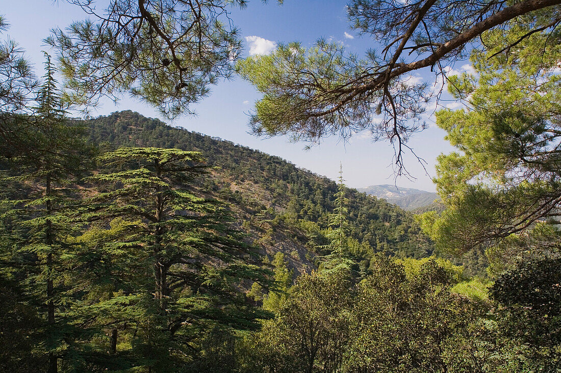 Zeder Bäume im Zederntal, Gebirgslandschaft, Tripylos Berg, Troodos Gebirge, Südzypern, Zypern