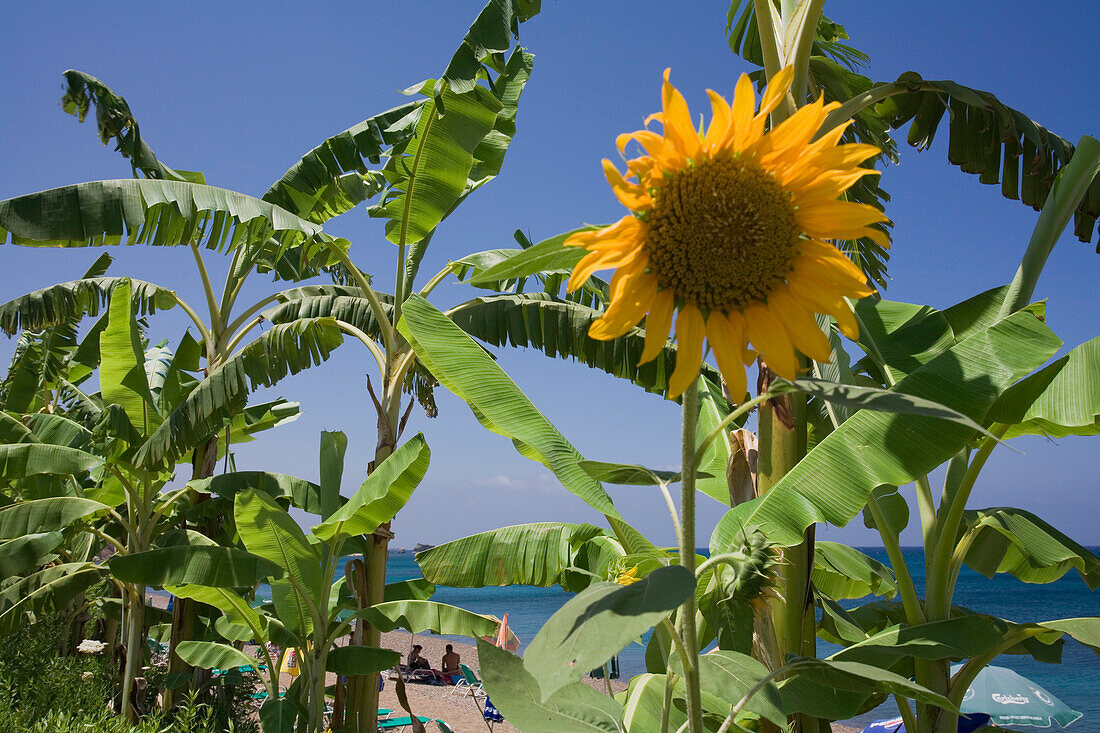 Nahaufnahme einer Sonnenblume am Strand, Takkas Strand, Bäder von Aphrodite, bei Polis, Südzypern, Zypern