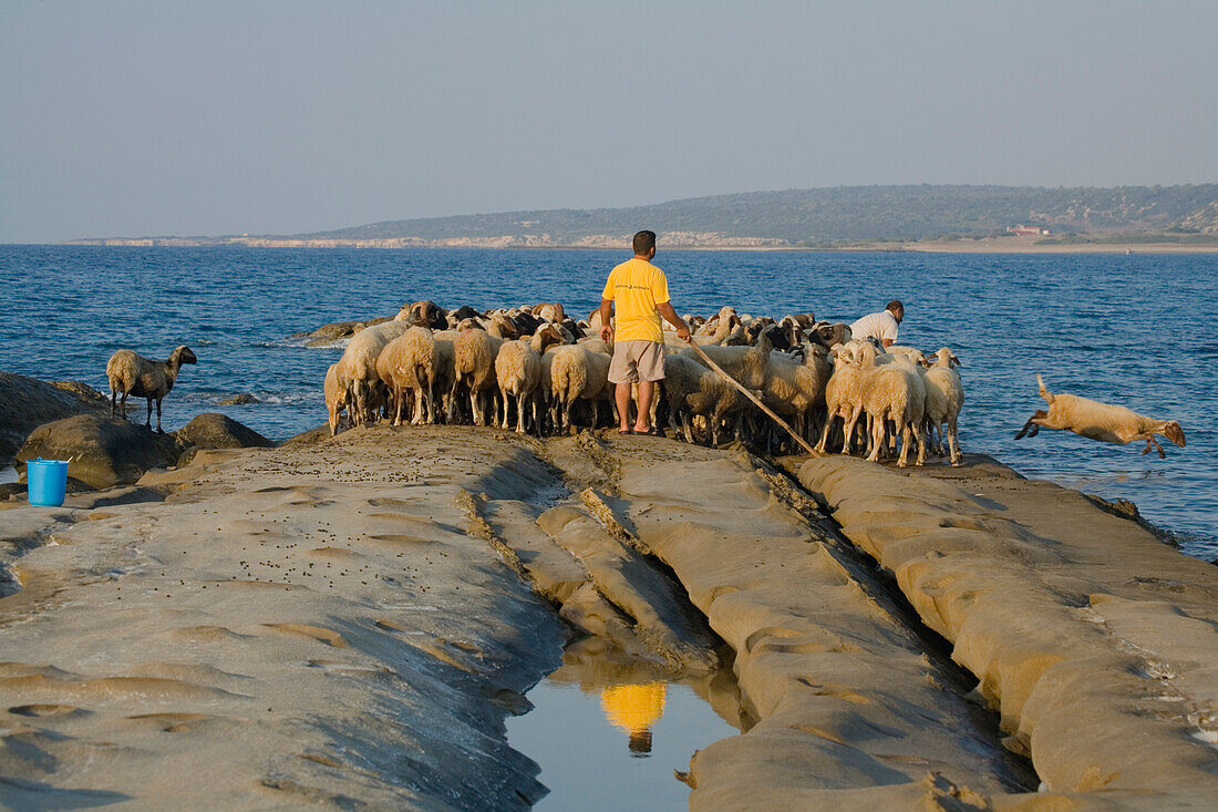 Flock of sheep at the coast near Dipkarpaz, near Rizokarpaso, Karpasia, Karpass Peninsula, Cyprus