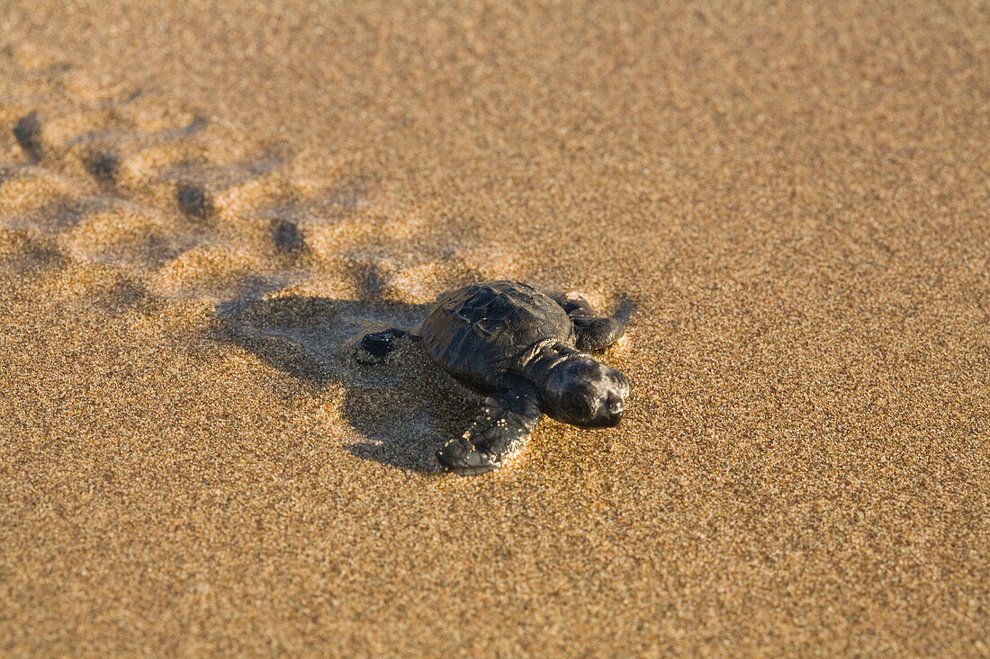Baby Loggerhead Sea Turtle, Caretta caretta, running from its nest to the sea, turtle project, Lara Beach, Akamas, Cyprus