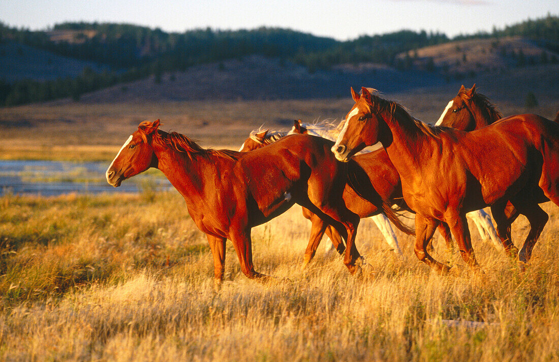 Horses running on the range. Ponderosa Ranch. Central Oregon. USA