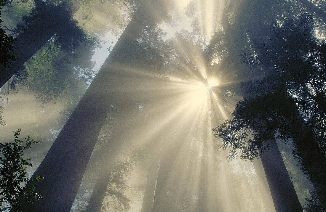 God beams and Redwood trees (Sequoia sempervirens). Redwood National Park. Northern California. USA