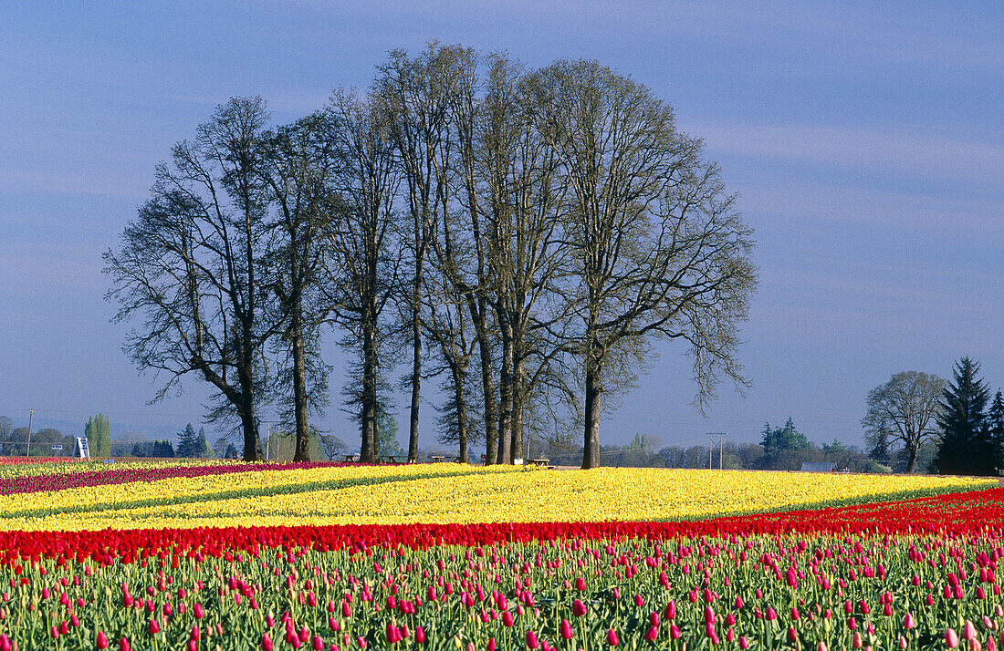 Tulips field in bloom. Oregon. USA