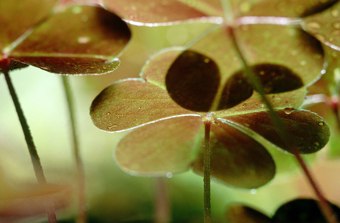 Redwood Sorrel (Oxalis oregana). Redwood National Park. California. USA