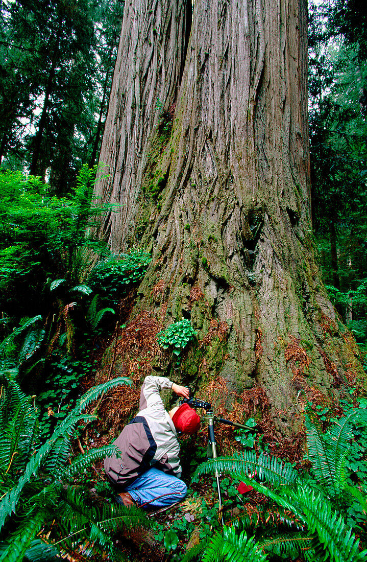 Man making a photograph of a redwood tree in Jedediah Smith State Park. California. USA